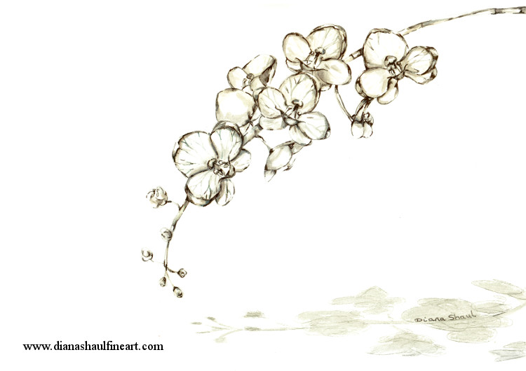 An original drawing of an orchid and its shadow in ink, watercolour and graphite pencil.