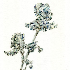 A delicate and detailed depiction of irises on paper.